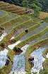 Rice paddies in terraces