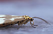 Photo ofUnidentified moth (Arctiidae indet.). Photographer: 