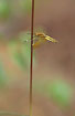 Small dragonfly on a straw