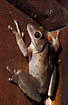 Frog belonging to the family Rhacophoridae (The Tree Frogs)