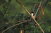 Foto af Red-whiskered Bulbul (Pycnonotus jocosus). Fotograf: 