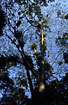 Tall tree covered by epiphytes