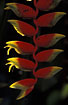 Flowers of a Heliconia (garden plant)