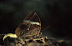 The butterfly Thauria lathyi