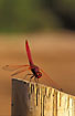 The dragonnfly Trithemis aurora