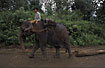 Foto af Asiatisk Elefant (Elephas maximus). Fotograf: 
