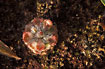 Photo ofUnidentified sundew (Droseraceae indet.). Photographer: 