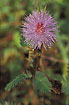 A flower of a mimosa (Fabaceae: Mimosoideae)