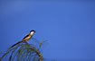 Long-tailed Shrike of the nominate race (Schach)