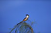 Long-tailed Shrike of the nominate race (Schach)