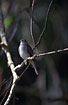 Asian Brown Flycatcher showing its broad bill
