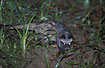 Photo ofCommon Palm Civet (Paradoxurus hermaphroditus). Photographer: 