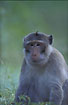 Photo ofRhesus Macaque (Macaca mulatta). Photographer: 