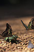 Photo ofTailed Jay (Graphium agamemnon). Photographer: 