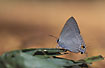 The butterfly Hypolycaena erylus