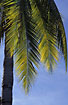 Coconut-palm