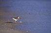Common Sandpiper on wet sand
