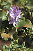 Flowering Water Hyacinth