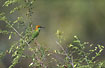 Photo ofLittle Green Bee-eater (Merops orientalis). Photographer: 
