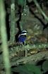 Blue-headed Pitta - an endemic bird species from Borneo