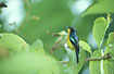 Ruby-cheeked Sunbird - male