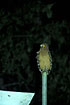 Buffy Fish Owl sitting on a pole