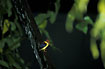 Photo ofBlack-backed Kingfisher (Ceyx erithacus). Photographer: 