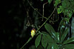 Foto af Orientalsk Dvrgisfugl (Ceyx erithacus). Fotograf: 