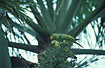 Photo ofBlue-naped Parrot (Tanygnathus lucionensis). Photographer: 