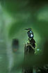 Photo ofBlue-banded Kingfisher (Alcedo euryzona). Photographer: 