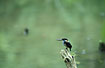 Photo ofBlue-banded Kingfisher (Alcedo euryzona). Photographer: 