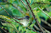 Pied Fantail on its nest