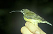 Little Spiderhunter in the hand of a ringer