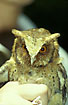 Photo ofReddish Scops Owl (Otus rufescens). Photographer: 