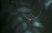 Photo ofCurved Spiny Spider (Gasteracantha arcuata). Photographer: 