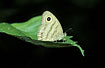 The butterfly Ypthima fasciata