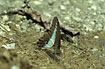 Photo ofCommon Bluebottle (Graphium sarpedon). Photographer: 
