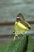Photo of (Hesperiidae indet.). Photographer: 