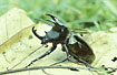 Three-Horned Beetle - male