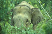Young elephant in care