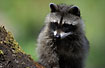 Raccoon (captive)
