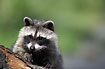 Raccoon (captive)