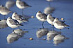 A group of resting sanderlings