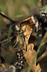 Roesels bush-cricket - male