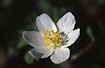 Flower of a Wood Anemone