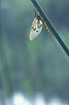 The mayfly Ephemera vulgata
