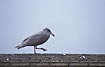 Young Glaucous Gull