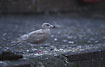 Young Glaucous Gull