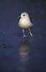 Photo ofCommon Gull (Larus canus). Photographer: 