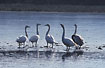A group of Bewicks Swans
